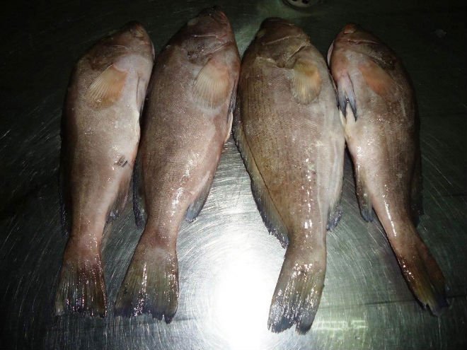white Grouper