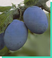 Plums