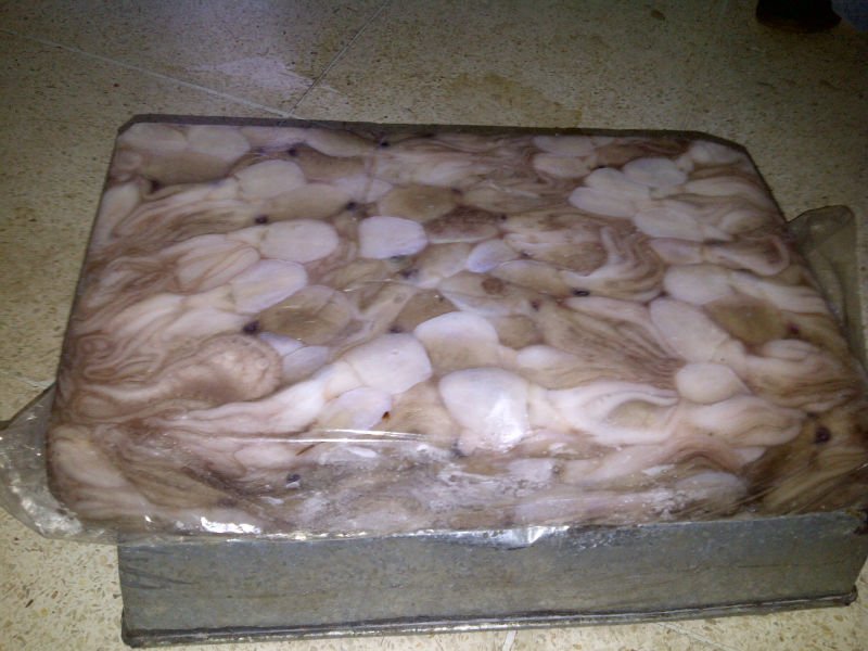 baby octopus, milk fish, octopus, skip jack, tilapia red black ( all  frozen)