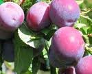 Quality Plum Offer
