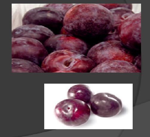 PLUMS