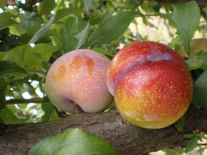 Plums - Tegan Blue