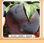 stone fruits