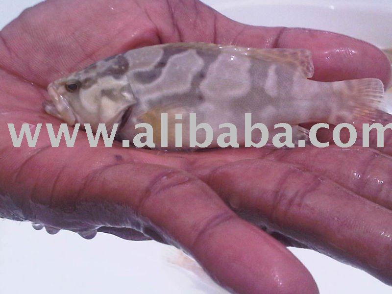 HYBRID Grouper