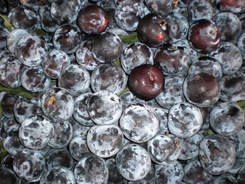 Plums - Black Amber