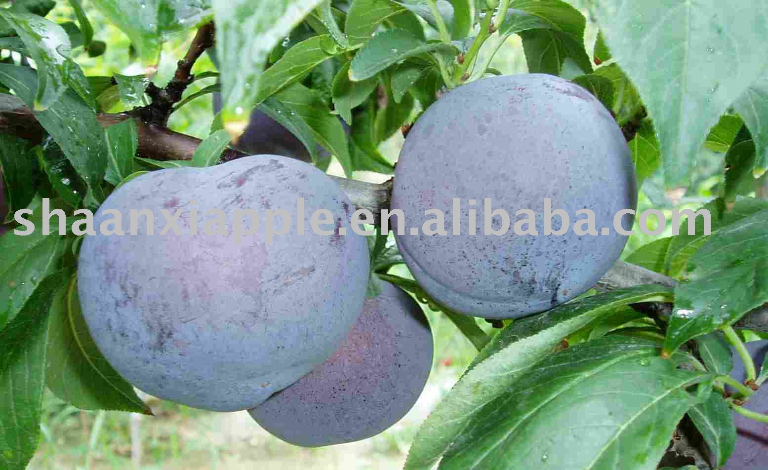 Fresh Plum
