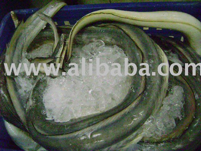 Conger Eel,Mahi,Tuna,Red Snapper,Grouper,Fish,Shrimp ( BT, vannamei),Cuttlefish,Octopus,Squid,Seafoo