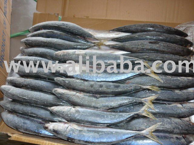  Skipjack   Fish 