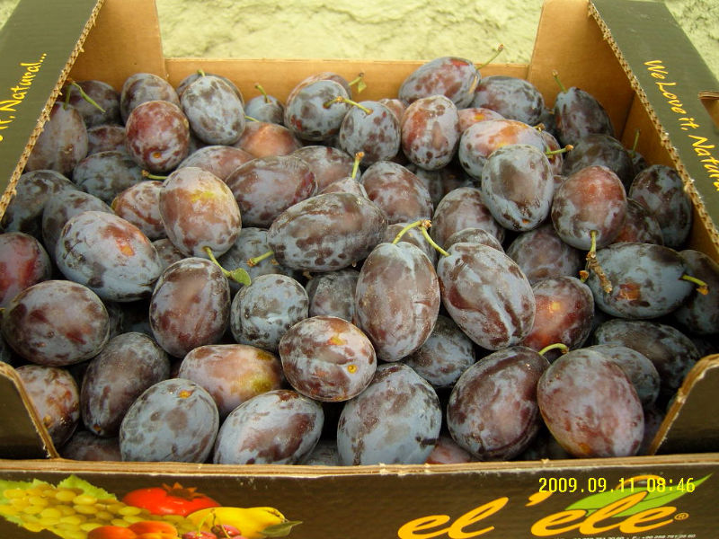 Plum