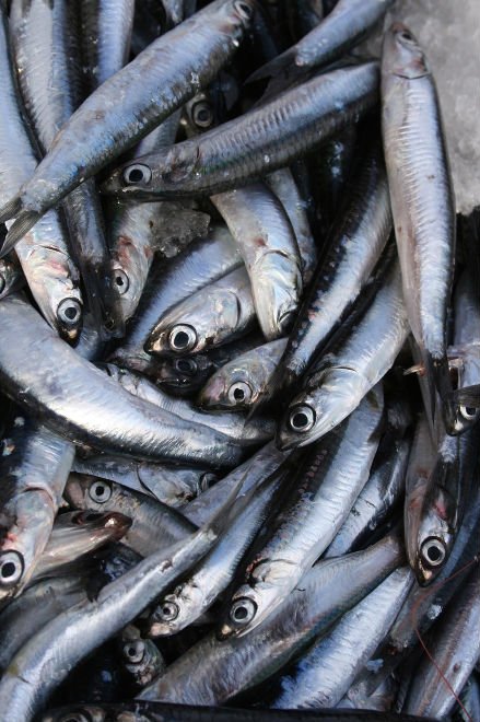 Anchovis fish  for sale