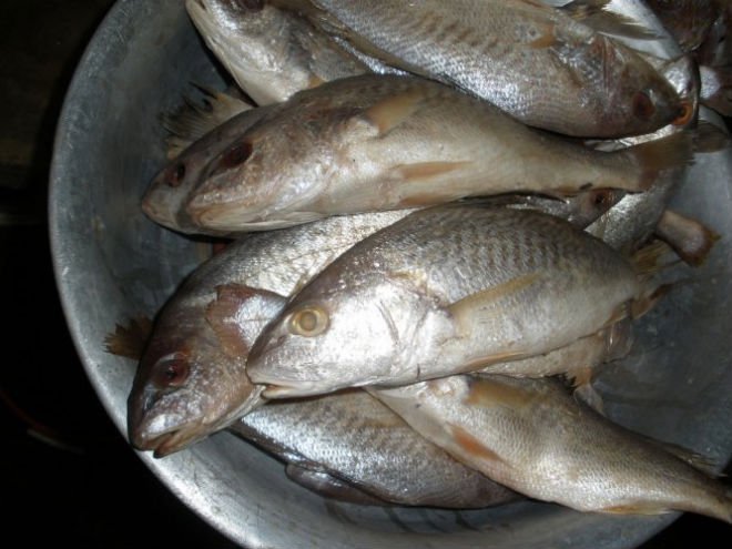 Sardine fish, Mudfish ,Barracuda ,Snapper for sale