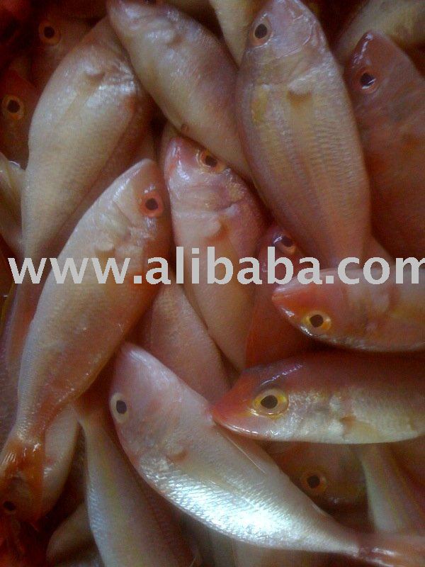 Threadfin bream