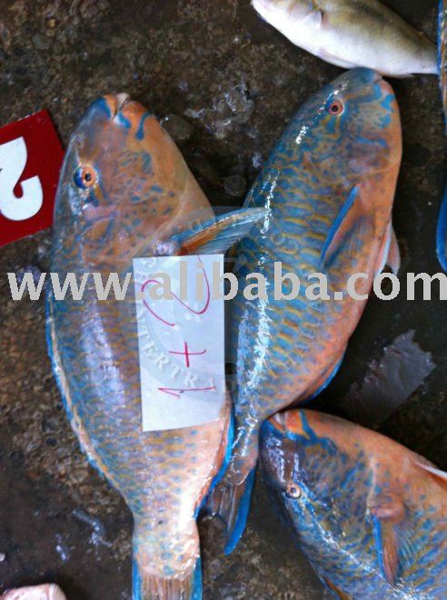 Parrot Fish