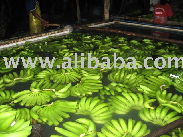 Class B Cavendish Bananas