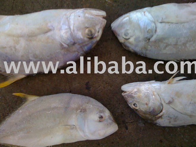 yellowtail travelly