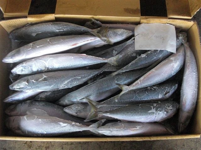 Pacific and  Blue   mackerel 