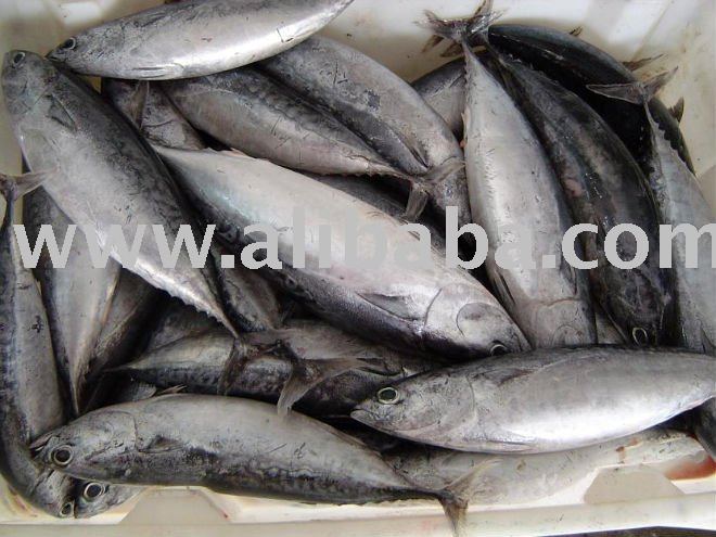 tuna bullet whole round