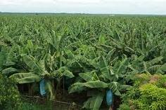 quality fresh banana ready for  export 