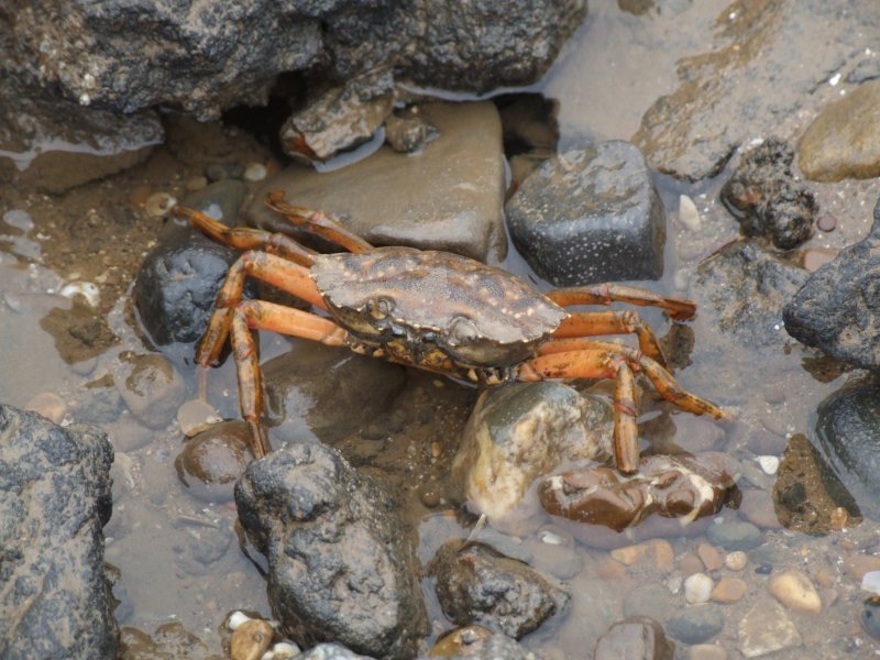  Fresh  Crab