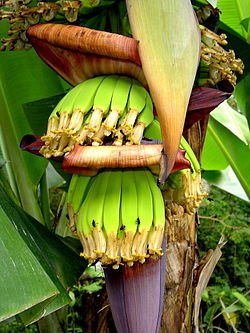  PHILIPPINES   BANANA S