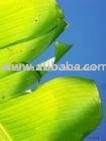  Banana   Extract 