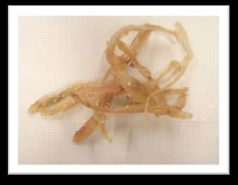 Dried Sweet  Shredded   Fish 