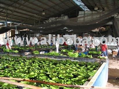 FRESH DARK GREEN CAVENDISH BANANAS GOOD FOR HUMAN CONSUMPTION