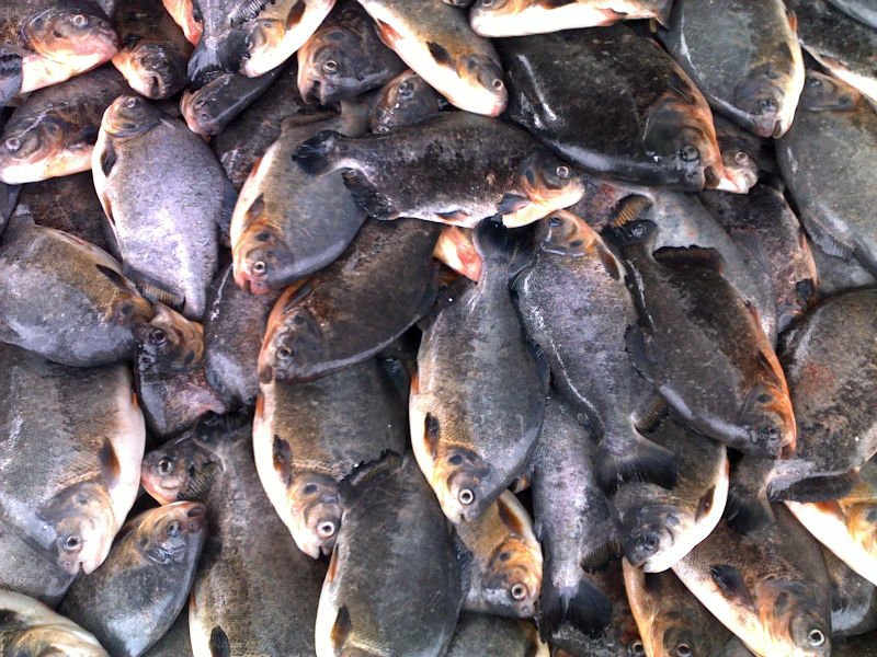 whole round black pomfret