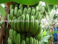 BEST PREMIUM GRADE A CAVENDISH BANANAS READY FOR EXPORTATION..