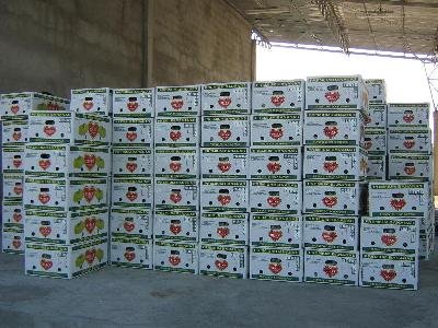 Fresh Cavendish Bananas