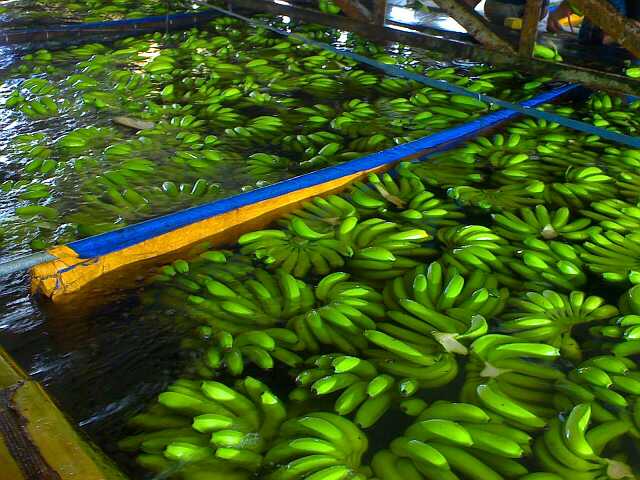  Philippine  Cavendish  Banana 