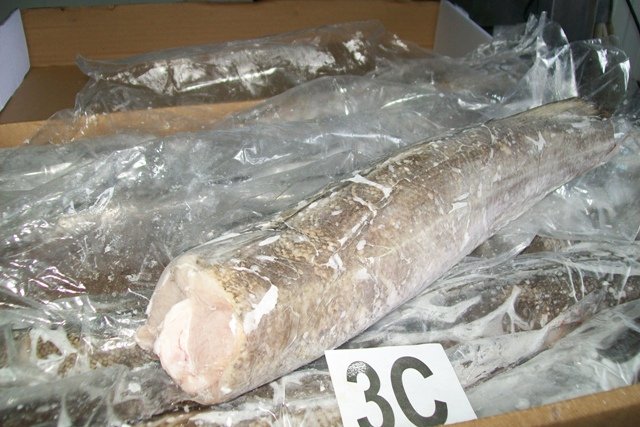 Argentine Hake