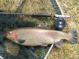 Trout
