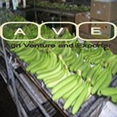  Philippine   Cavendish   Banana 