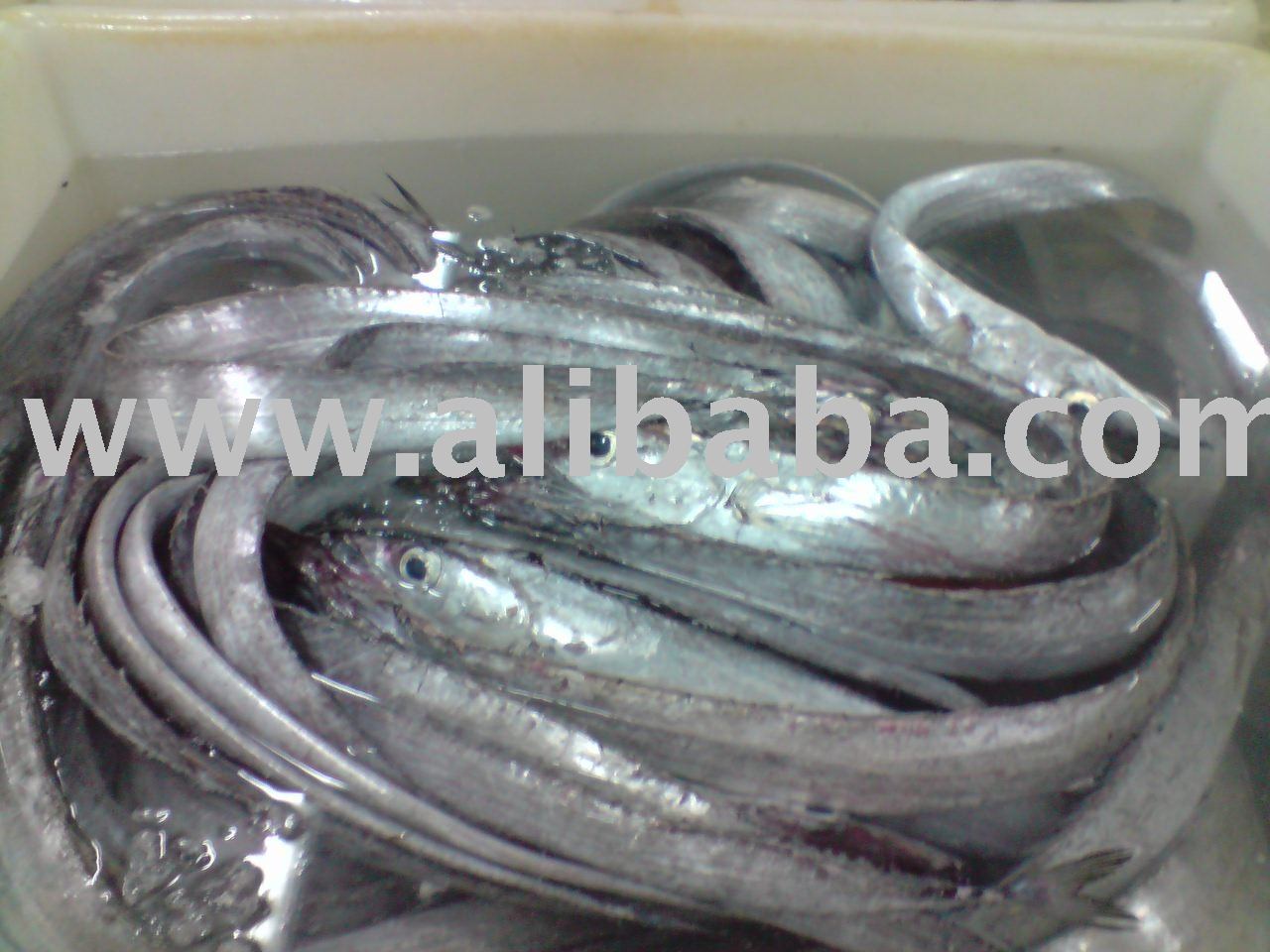 ribbonfish