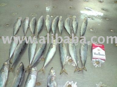 frozen mackerel