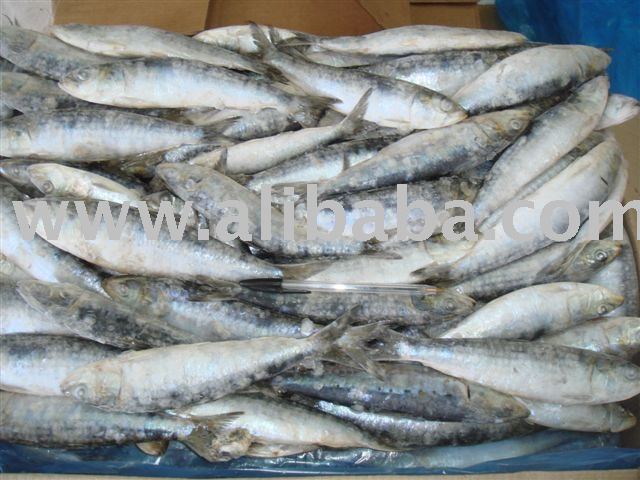 frozen sardine