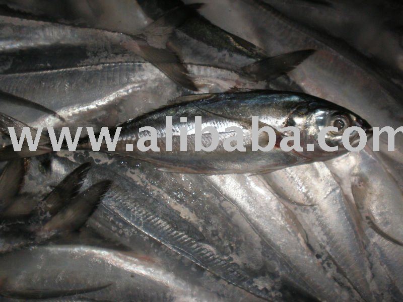 Sea Frozen Horse Mackerel