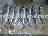 frozen mackerel fillet