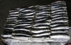 sardine
