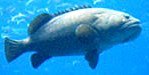 Giant Grouper Fry
