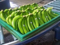 Quality cambodia FRESH GREEN CAVENDISH BANANAS