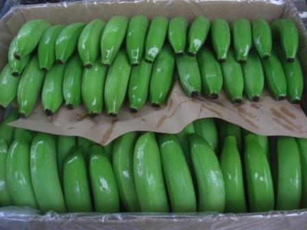 Banana Cavendish dark green