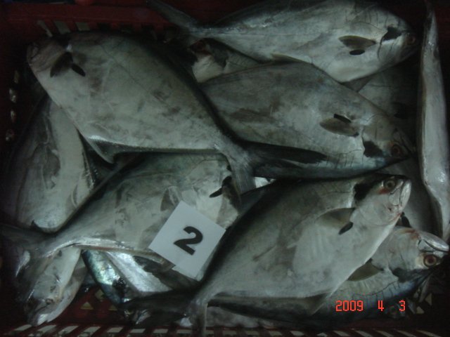 Pompano