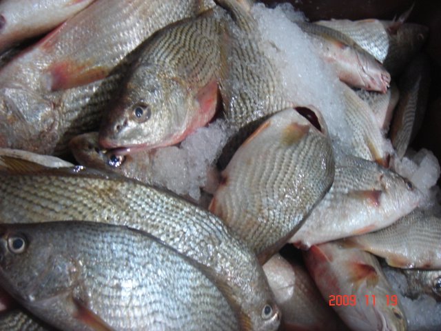 Croaker fish