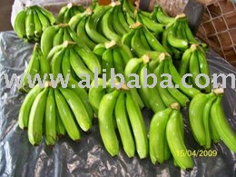 Cavendish  Banana   Export s