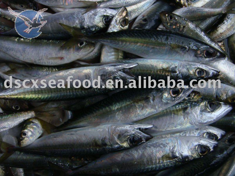 Fresh frozen pacific mackerel