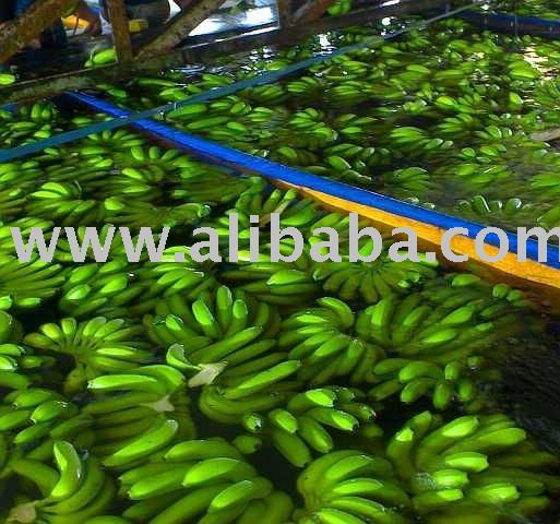 Fresh cavendish banana , mango , apricot , apples, grapefruits