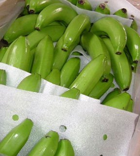 Fresh Green Cavendish banana for exportation,oranges,pineapple,lemon,grapes,apple