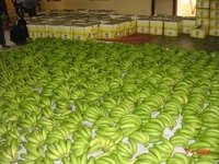 Green and Fresh Cavendish Banana for Exportation